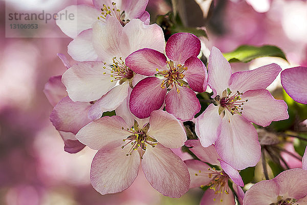 Nahaufnahme eines Büschels rosa Apfelblüten; Calgary  Alberta  Kanada