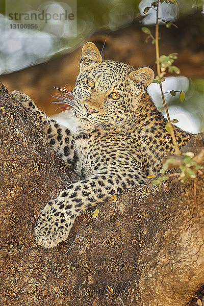 Leopard (Panthera pardus) in einem Baum  Mashatu-Wildreservat; Botswana