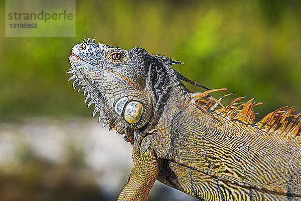 Nahaufnahme der Details des farbenfrohen Kopfes und Körpers eines Leguans  Corozal Bay; Belize