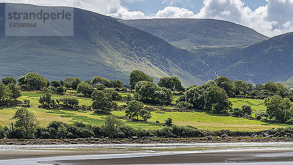 Mit grünem Laub bedeckte Berge und ein Strand an der Küste im Vordergrund; Castlegregory  Grafschaft Kerry  Irland