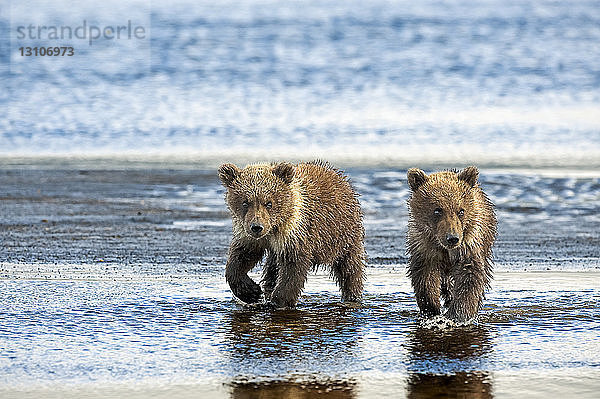 Zwei Kodiakbären (Ursus arctos middendorffi) spazieren gemeinsam an einem nassen Strand entlang  Katmai National Park; Alaska  Vereinigte Staaten von Amerika