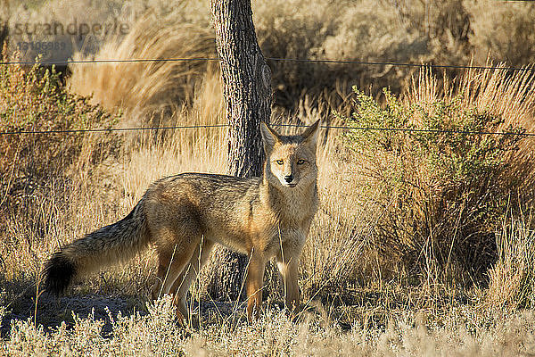 Ein südamerikanischer Fuchs (Lycalopex) steht wachsam  von der Seite gesehen und schaut in die Kamera. Das Licht ist spätnachmittäglich-warm; Malargue  Mendoza  Argentinien