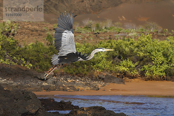 Reiher im Flug; Galapagos-Inseln  Ecuador