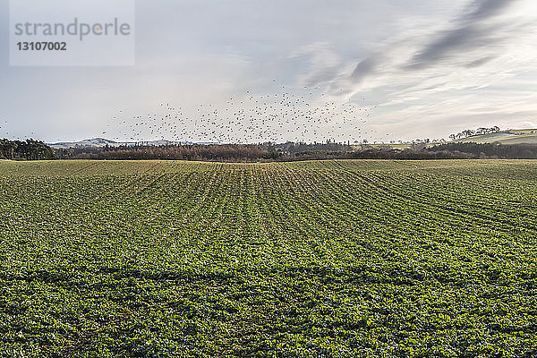 Landwirtschaftlich genutztes Feld mit einem Vogelschwarm  der sich in der Ferne versammelt; England