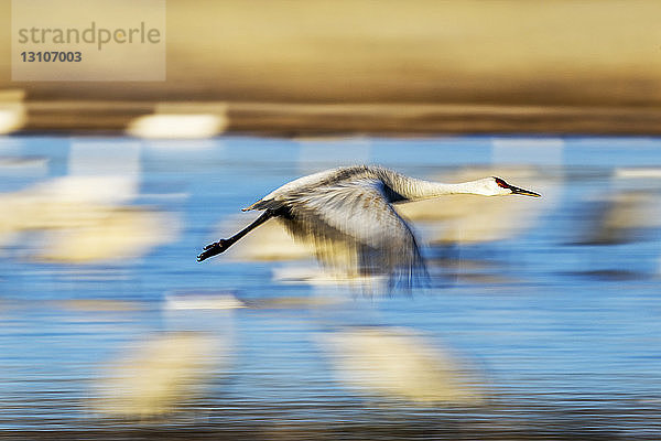 Sandhügelkranich (Antigone canadensis) im Flug  Bosque Del Apache Wildlife Refuge; New Mexico  Vereinigte Staaten von Amerika