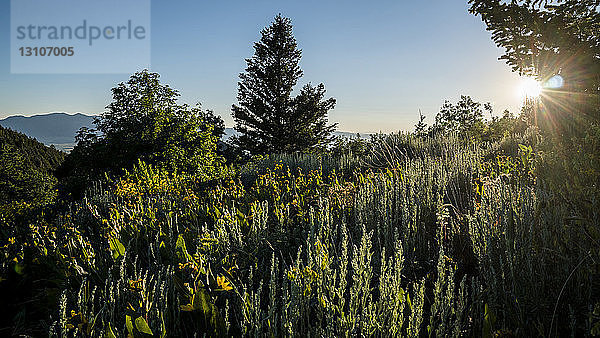 Sonnenlicht beleuchtet Pflanzen auf einer Wiese bei Sonnenuntergang mit Bäumen und Bergen im Hintergrund; Logan  Utah  Vereinigte Staaten von Amerika
