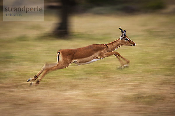 Langsamer Schwenk eines männlichen Impalas (Aepyceros melampus)  der schnell läuft  Maasai Mara National Reserve; Kenia