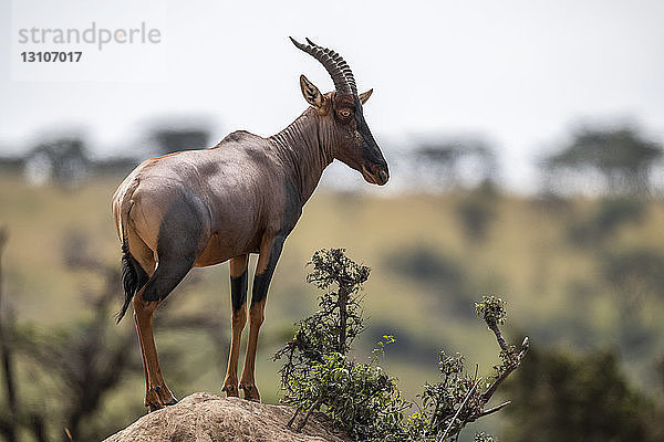 Topi (Damaliscus lunatus jimela) steht auf einem Felshügel und beobachtet die Kamera  Maasai Mara National Reserve; Kenia