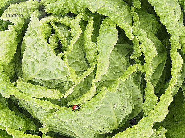 Salatpflanze mit Marienkäfer auf Blatt  20 Aufnahmen  fokussiert; Upper Marlboro  Maryland  Vereinigte Staaten von Amerika