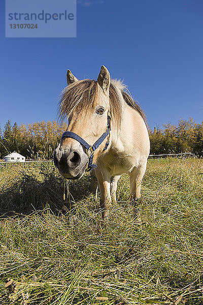 Pferde stehen auf einer Wiese und schauen den Fotografen an einem sonnigen Tag an; Palmer  Alaska  Vereinigte Staaten von Amerika