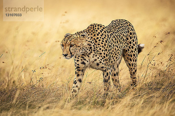 Gepard (Acinonyx jubatus) läuft mit gesenktem Kopf durch Gras  Maasai Mara National Reserve; Kenia