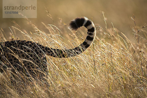 Nahaufnahme des Schwanzes eines Geparden (Acinonyx jubatus) im Gras  Maasai Mara National Reserve; Kenia