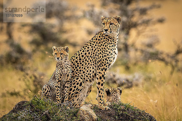 Gepard (Acinonyx jubatus) und Jungtiere sitzen zusammen auf einem Hügel  Maasai Mara National Reserve; Kenia