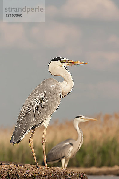 Blaureiher (Ardea herodias)  Bences Hide; Pusztaszer  Ungarn