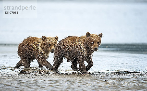 Zwei Kodiakbären (Ursus arctos middendorffi) spazieren gemeinsam an einem nassen Strand entlang  Katmai National Park; Alaska  Vereinigte Staaten von Amerika