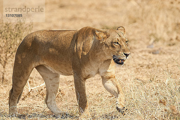 Löwin (Pantera leo)  Mashatu-Wildreservat; Botswana