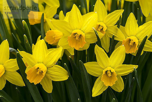 Nahaufnahme von leuchtend gelben und orangefarbenen Narzissen (Narcissus); Calgary  Alberta  Kanada