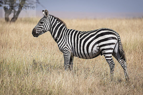 Steppenzebra (Equus quagga burchellii) steht im Gras in der Nähe eines Baumes  Maasai Mara National Reserve; Kenia