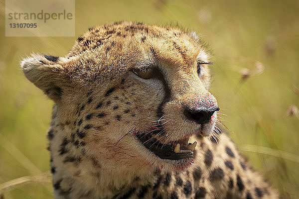 Nahaufnahme des Kopfes eines Geparden (Acinonyx jubatus) mit blutigem Maul  Maasai Mara National Reserve; Kenia