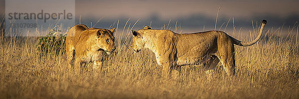 Zwei Löwinnen (Panthera Leo) begrüßen sich im Gras  Maasai Mara National Reserve; Kenia