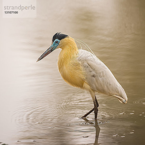 Pfeifender Reiher (Syrigma sibilatrix)  Pantanal; Brasilien