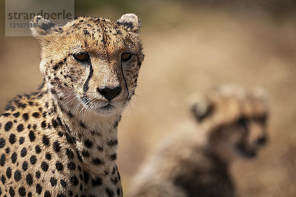 Nahaufnahme eines Geparden (Acinonyx jubatus) mit unscharfem Jungtier dahinter  Maasai Mara National Reserve; Kenia