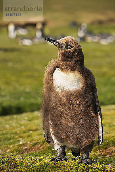 Junger erwachsener Königspinguin (Aptenodytes patagonicus) beim Häuten; Volunteer Point  Falklandinseln
