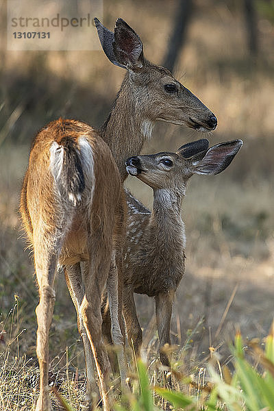 Weißwedelhirschkalb (Odocoileus virginianus) mit einer Ricke im Cascade Siskiyou National Monument; Ashland  Oregon  Vereinigte Staaten von Amerika