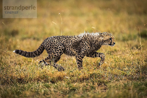 Gepardenjunge (Acinonyx jubatus) durchquert Savanne mit erhobener Pfote  Maasai Mara National Reserve; Kenia