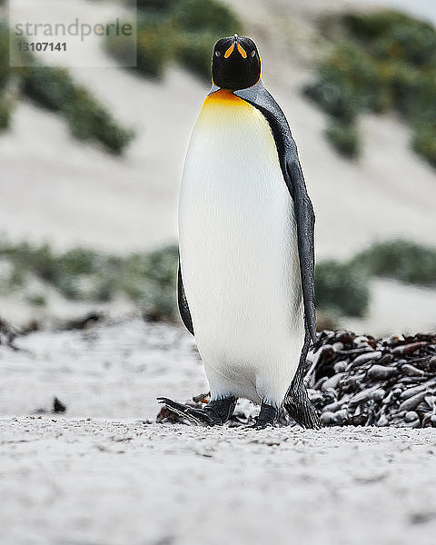 Königspinguin (Aptenodytes patagonicus); Volunteer Point  Falklandinseln