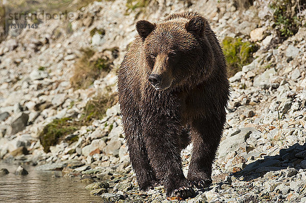 Kodiakbär (Ursus arctos middendorffi) auf der Suche nach Fischen am Flussufer  Katmai-Halbinsel; Alaska  Vereinigte Staaten von Amerika