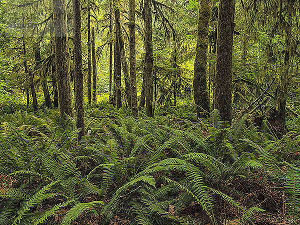 Moosbewachsene Bäume und Farne in einem Regenwald am Nile Creek  in der Nähe von Campbell River; British Columbia  Kanada