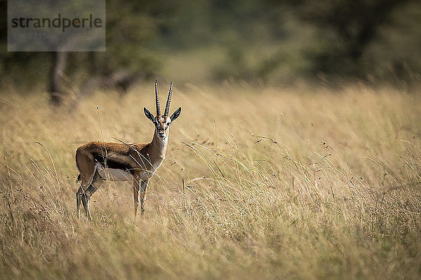 Thomson-Gazelle (Eudorcas thomsonii) steht im Gras und schaut in die Kamera  Maasai Mara National Reserve; Kenia