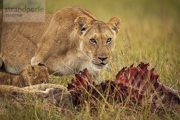 Nahaufnahme einer Löwin (Panthera leo) und eines Löwenjungen mit erlegtem Tier  Maasai Mara National Reserve; Kenia