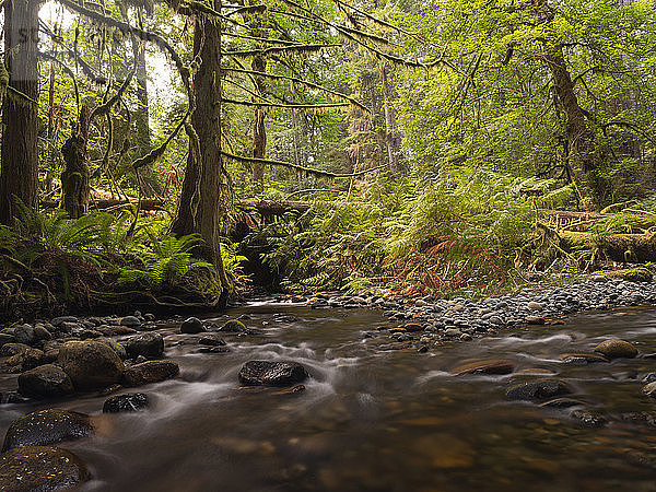 Regenwald am Nile Creek  in der Nähe von Campbell River; British Columbia  Kanada