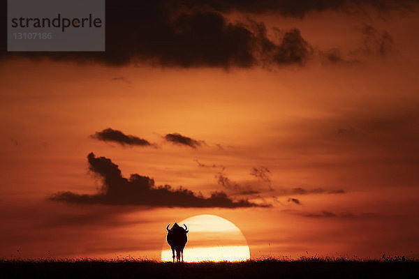 Ein Streifengnu (Connochaetes taurinus) zeichnet sich gegen die untergehende Sonne am Horizont ab. Es hat gebogene Hörner und läuft auf den Sonnenuntergang zu  Maasai Mara National Reserve; Kenia