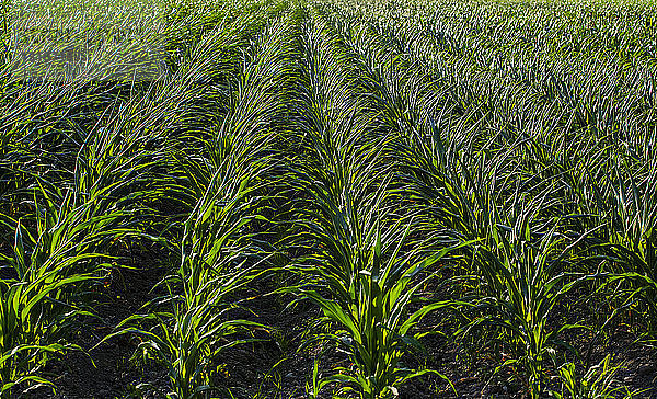 Reihen von Maispflanzen auf einem Feld; Rougemont  Quebec  Kanada