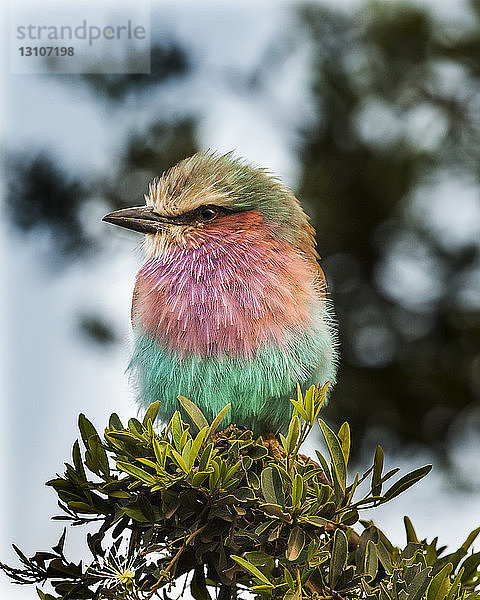 Veilchenracke (Coracias caudatus)  Lake Nakuru National Park; Kenia