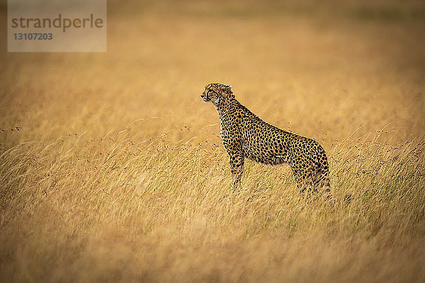 Gepard (Acinonyx jubatus) steht auf einem Hügel im langen Gras  Maasai Mara National Reserve; Kenia