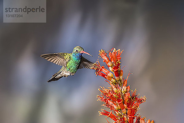 Breitschnabelkolibri (Cynanthus latirostris) im Anflug auf eine blühende Pflanze mit Blumen  aufgenommen mit Blitzlicht  Madera Canyon; Arizona  Vereinigte Staaten von Amerika