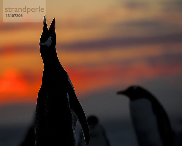 Silhouetten von Eselspinguinen (Pygoscelis papua); Falklandinseln