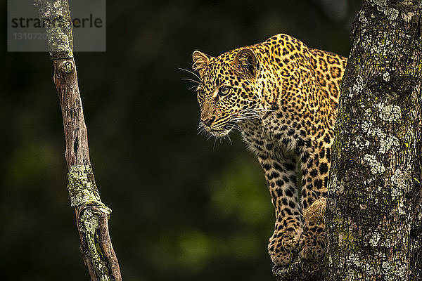 Leopard (Panthera pardus) blickt durch flechtenbedeckte Äste  Maasai Mara National Reserve; Kenia