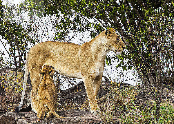 Löwin (Panthera leo) säugt ihr Junges  Serengeti; Kenia