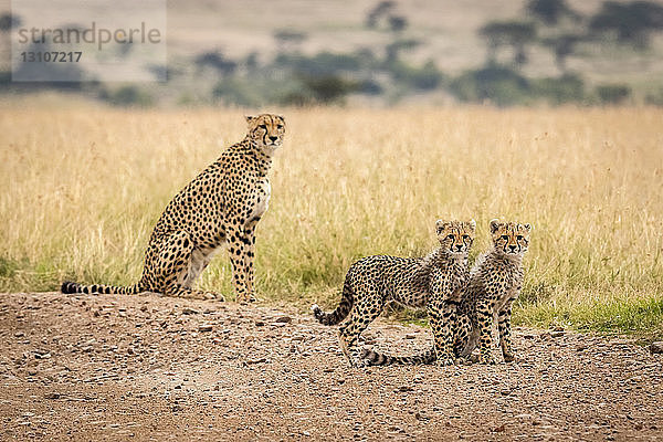 Zwei junge Geparde (Acinonyx jubatus) auf einem Feldweg  Maasai Mara National Reserve; Kenia