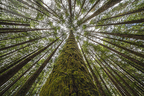 Dickes Moos hängt von den Bäumen in einem Regenwald bei Port Renfrew; British Columbia  Kanada