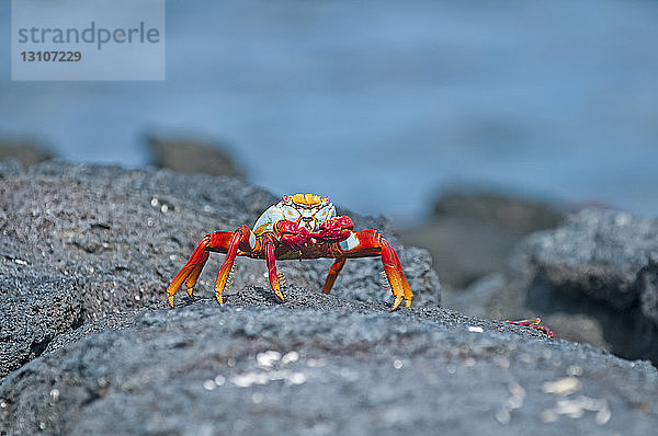 Sally Lightfoot (Grapsus grapsus) Krabbe auf einem Felsen an der Küste; Galapagos-Inseln  Ecuador