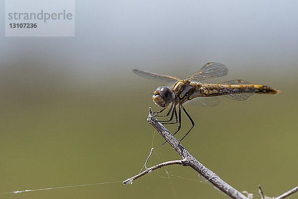 Eine Bunte Wiesenhaubenlibelle (Sympetrum corruptum) hockt auf einem Zweig; Willows  Kalifornien  Vereinigte Staaten von Amerika