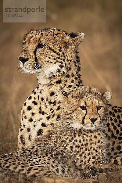 Nahaufnahme von Gepard (Acinonyx jubatus) und Jungtier im Gras  Maasai Mara National Reserve; Kenia