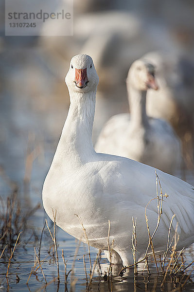 Schneegänse (Anser caerulescens) genießen das Wasser an einem sonnigen Tag  Bosque del Apache National Wildlife Refuge; New Mexico  Vereinigte Staaten von Amerika