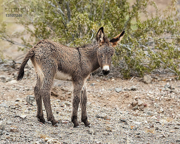 Junges Eselchen  Buckskin Mountain State Park; Arizona  Vereinigte Staaten von Amerika